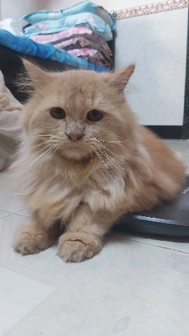 Persian (Traditional) – Persian cat