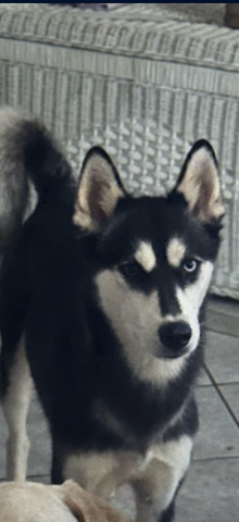 husky ready for adoption