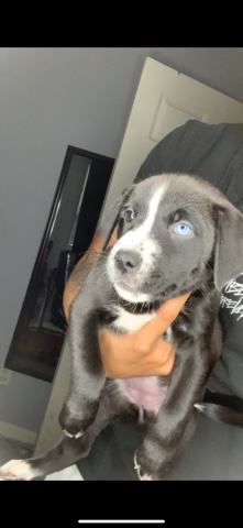 Pitbulls