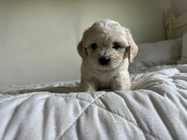 Maltese – Looking for new homes!