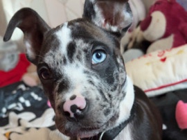Perro de Presa Canario – puppy presa canario – Smethwick