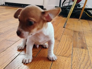 Mixed Breed – Chiweenie – Saint Ann