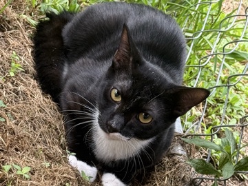 American Shorthair – needs a home ! – Williamston