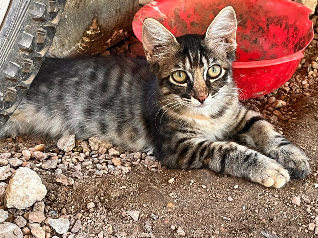 free cat
