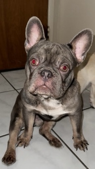 French Bulldog – French bulldog