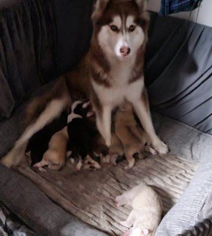 Husky puppies