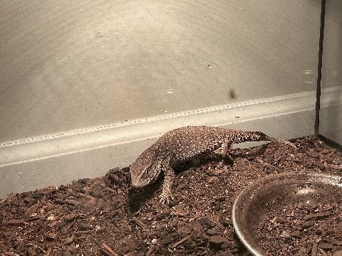 Savannah Monitor