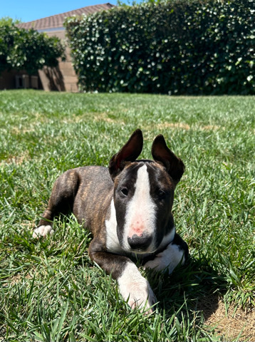 Bull Terrier (Miniature) – bull terrier