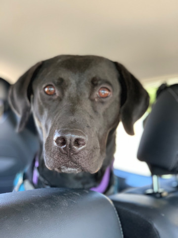 Labrador Retriever – Sadie re-home