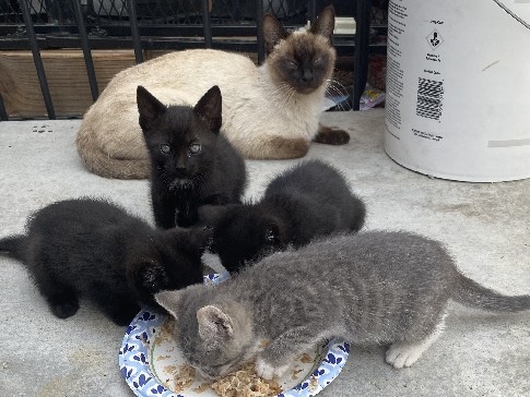 6 kittens adoption – Desert Hot Springs
