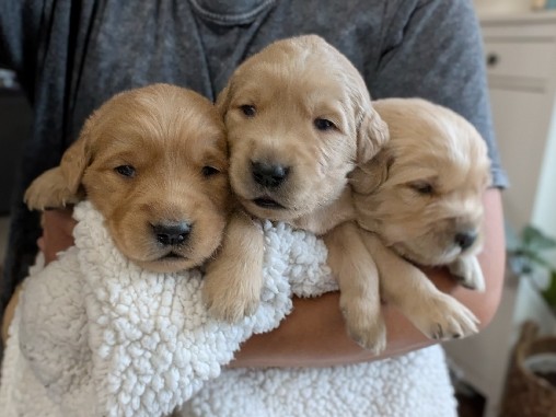 Goldendoodle – Standard Goldendoodle Puppies – Wilmot