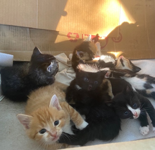 Russian White, Black and Tabby – kittens for sale