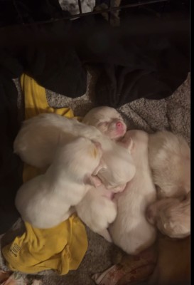 Pomeranian – Pomchi pup for sale – Ashburn