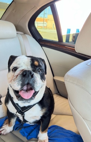 Bulldog – English Bulldog *female* Needs New Home