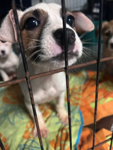 Jack Russell Terrier – Russell mix puppy