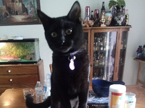 American Shorthair – My name is wilow(female) – Reno
