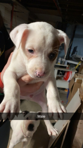 American Pit Bull Terrier – Male puppy #2