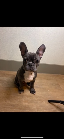French Bulldog – frenchie