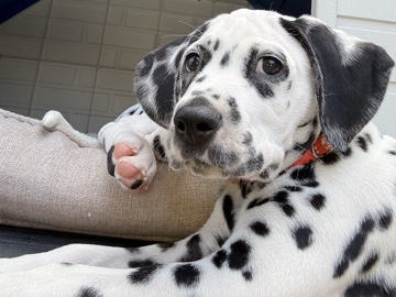 Dalmatian – price reduced Purebred Dalmatian 🧡 Orange Boy – Avondale Heights