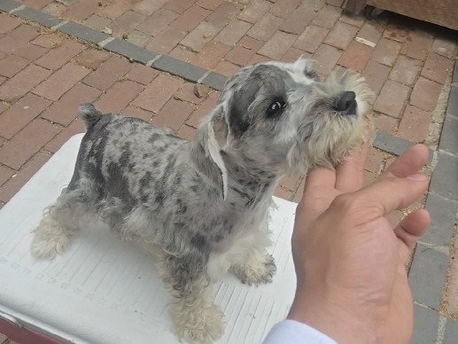 Miniature Schnauzer – Miniature Schnauzers – Duarte