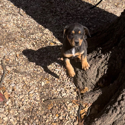 Rottweiler – rottweiler