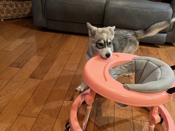 Labrador Husky – Selling 6-Month Husky Puppy – Bellflower