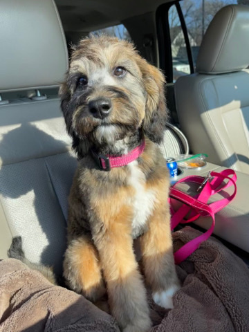 Poodle – Female Medium Bernedoodle
