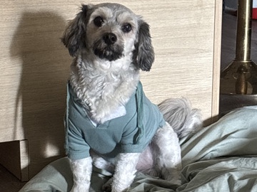 Maltipoo – MALTIPOO – Anaheim