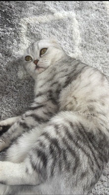 Scottish Fold – Scottish Fold