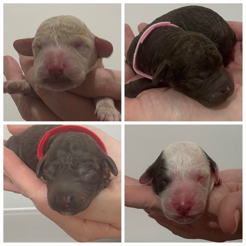 Poodle – Cockapoo Puppies Ready Nov 5th