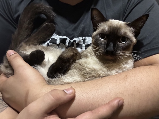 Siamese – sell/rehome – New York