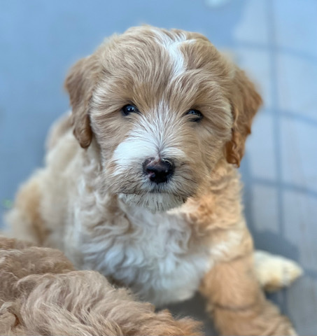 Labrador Retriever – Australian labradoodle
