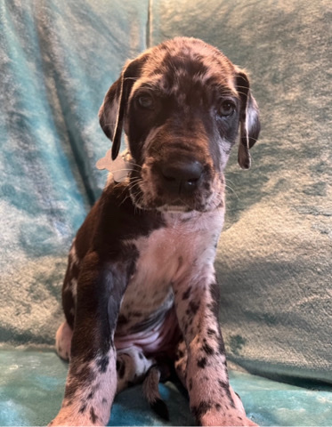 Great Dane – Great Dane Puppies