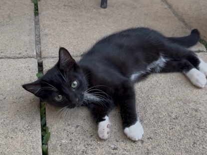European Shorthair – Black White Cat – Isleworth