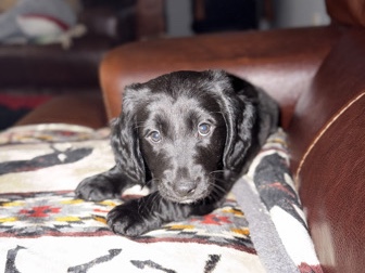 Mixed Breed – Lab + Dachshund Pups – Scranton