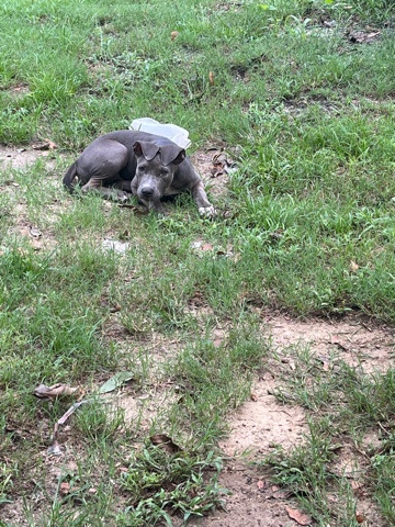 Bulldog – pitbull for sell