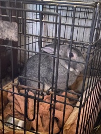 Giant Chinchilla – Giant Chinchilla Meat Rabbit