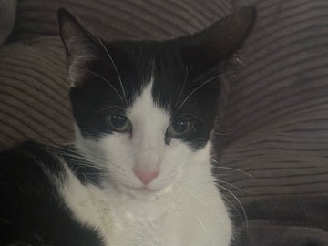 smudge needs a home – Longmont