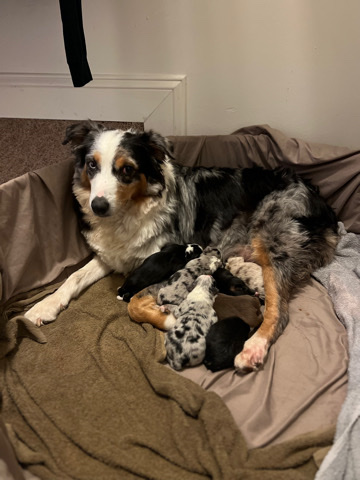 Australian Shepherd – Standard Australian Shepherds