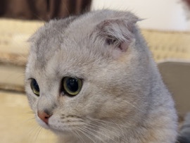 Scottish Fold – قط ذكر سكوتش بيور – خميس مشيط
