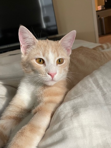 American Shorthair – Free Kitten