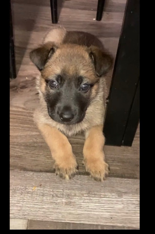 German Shepherd – Puppy for sale