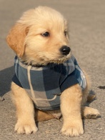 Golden Retriever – Golden Retriever