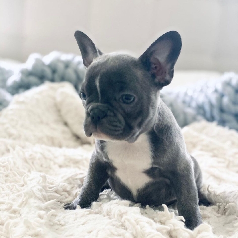 French Bulldog – Adorable French Bulldog puppies