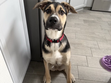 Adopt German Shepherd German Shepherd/mix Puppy in Phoenix