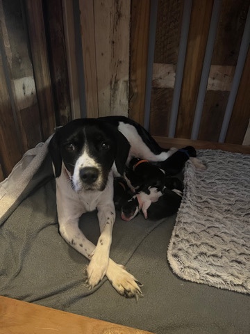Beagle – springer x beagle