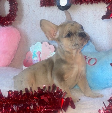 French Bulldog – Female Frenchie