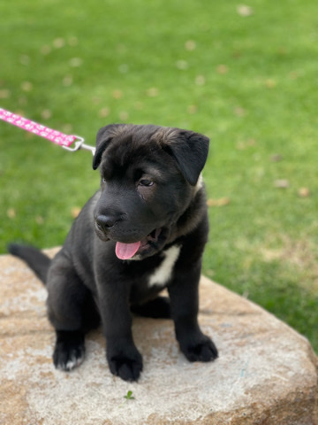 Huski, Lab, Shar-Pei