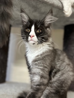 Maine Coon – pedigree Maine Coons