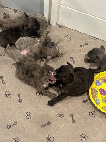 French Bulldog – Frenchie Cuties